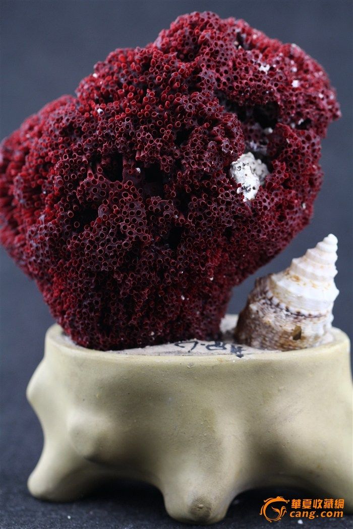 天然 红珊瑚摆件