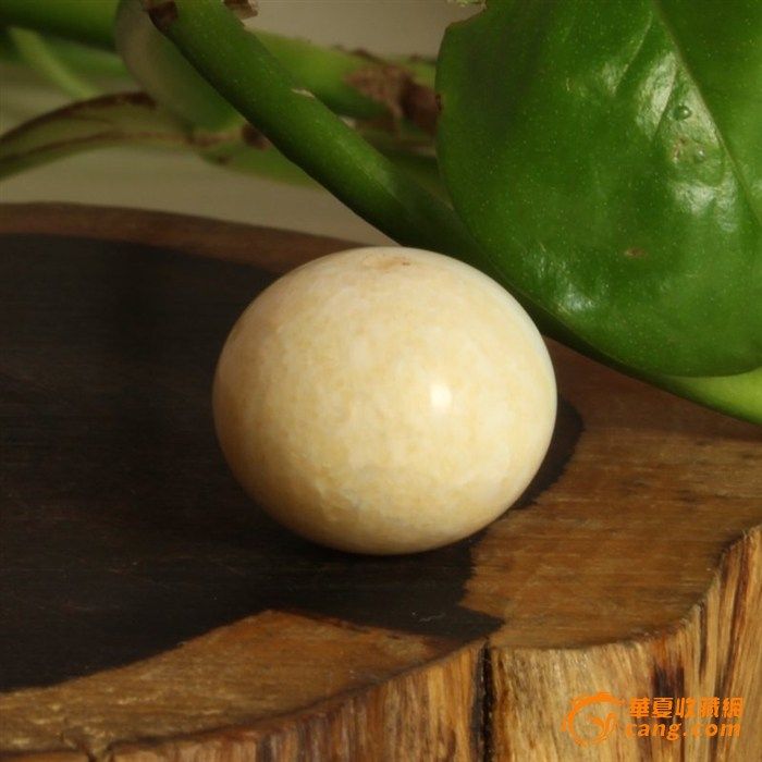 【联盟】白虬角半皮半脑直径1.8扁圆珠子